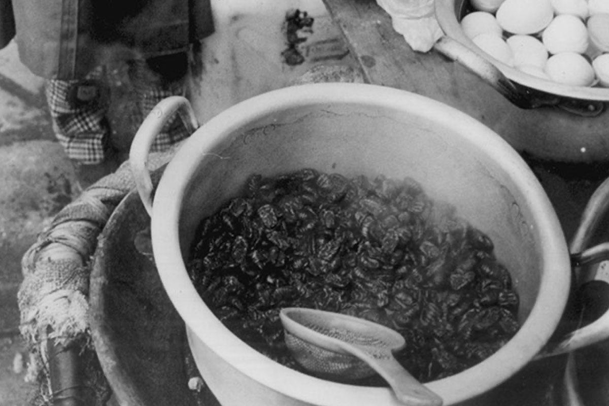 หนอนเกาหลี