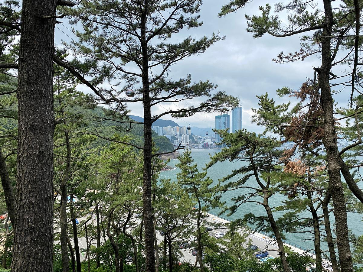 Songdo Beach and the ocean seen through tall trees