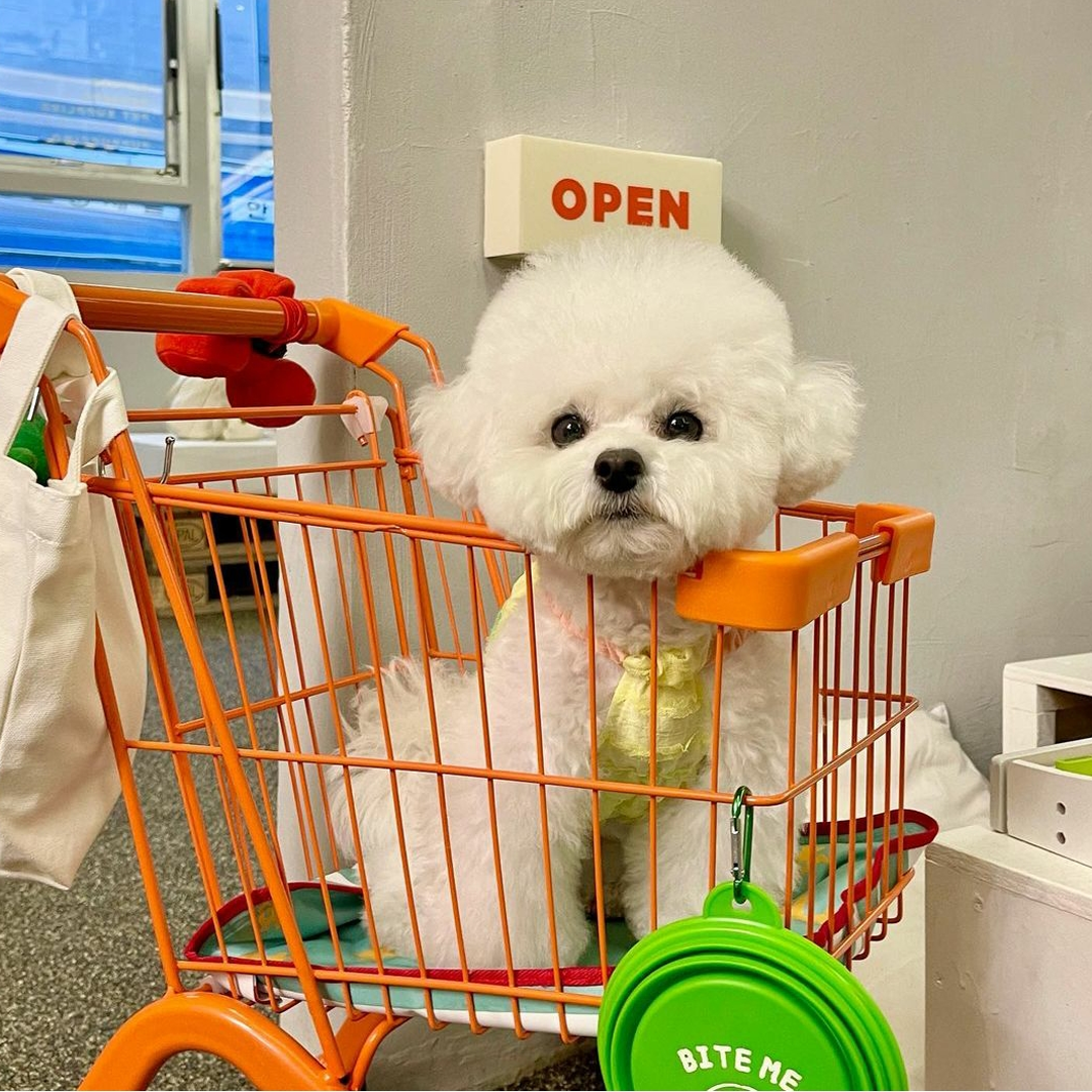 White dog in a shopping cart at Cafe Bite Me in Seoul
