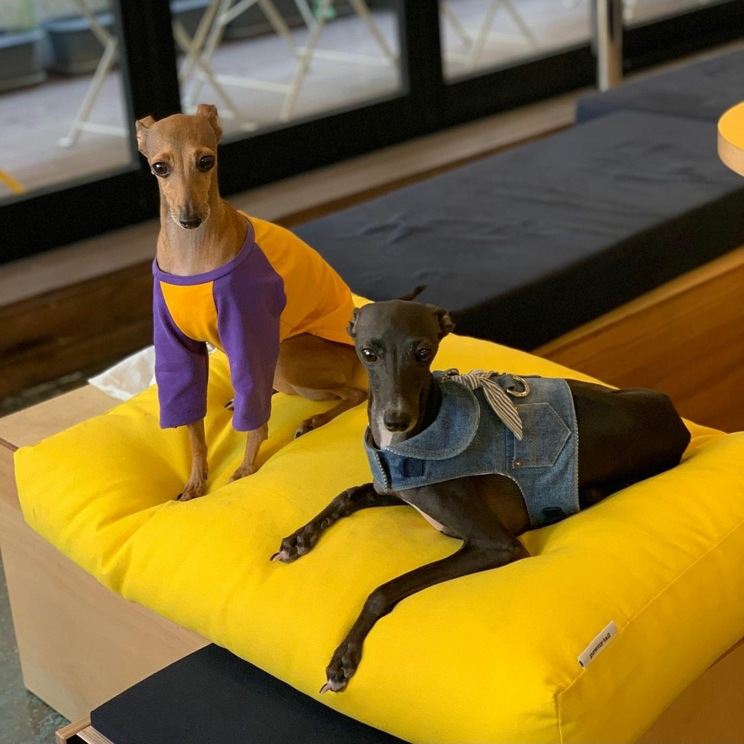 愛犬 ソウル ソウルカフェ 韓国 韓国旅行 韓国カフェ ペット ペットカフェ 愛犬カフェ ドッグカフェ 韓国情報 ペットok