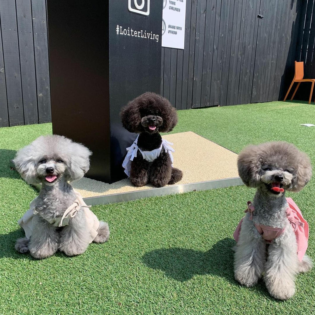 愛犬 ソウル ソウルカフェ 韓国 韓国旅行 韓国カフェ ペット ペットカフェ 愛犬カフェ ドッグカフェ 韓国情報 ペットok