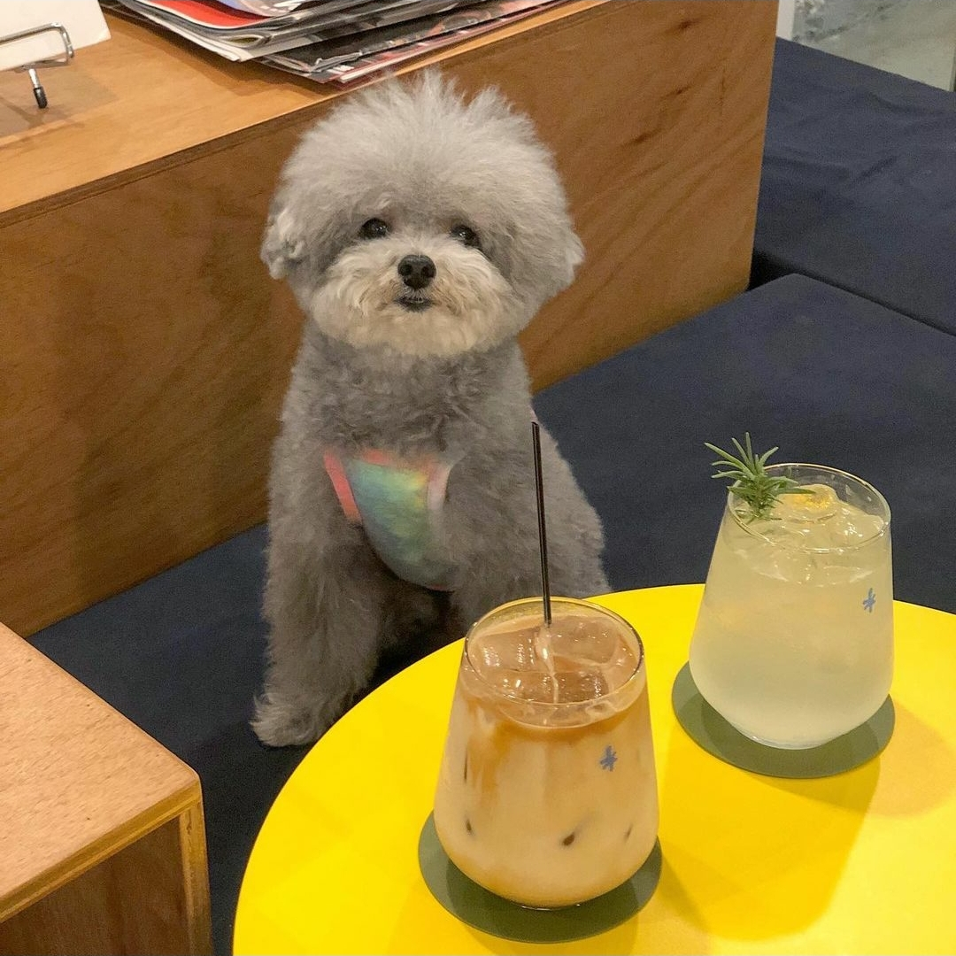 愛犬 ソウル ソウルカフェ 韓国 韓国旅行 韓国カフェ ペット ペットカフェ 愛犬カフェ ドッグカフェ 韓国情報 ペットok