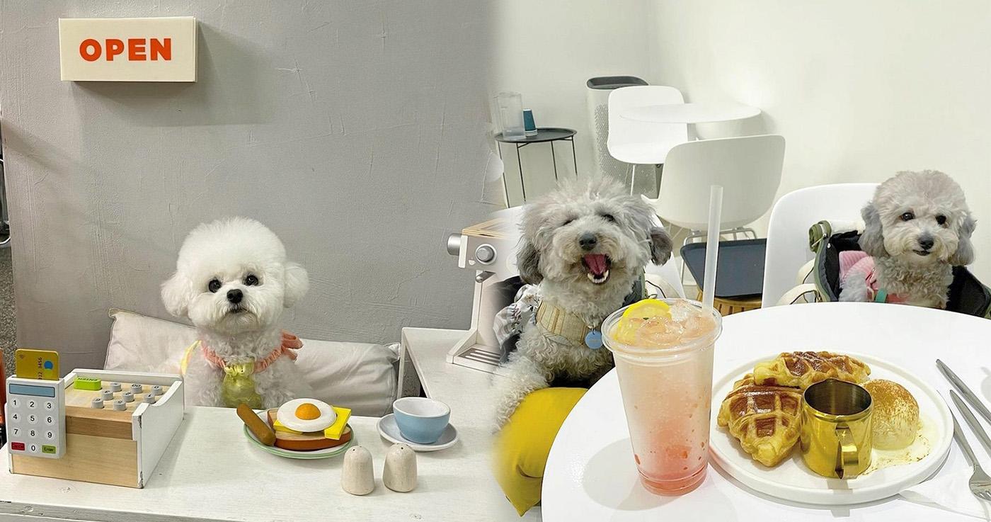 รวมคาเฟ่โซลที่น้องหมาก็เข้าได้