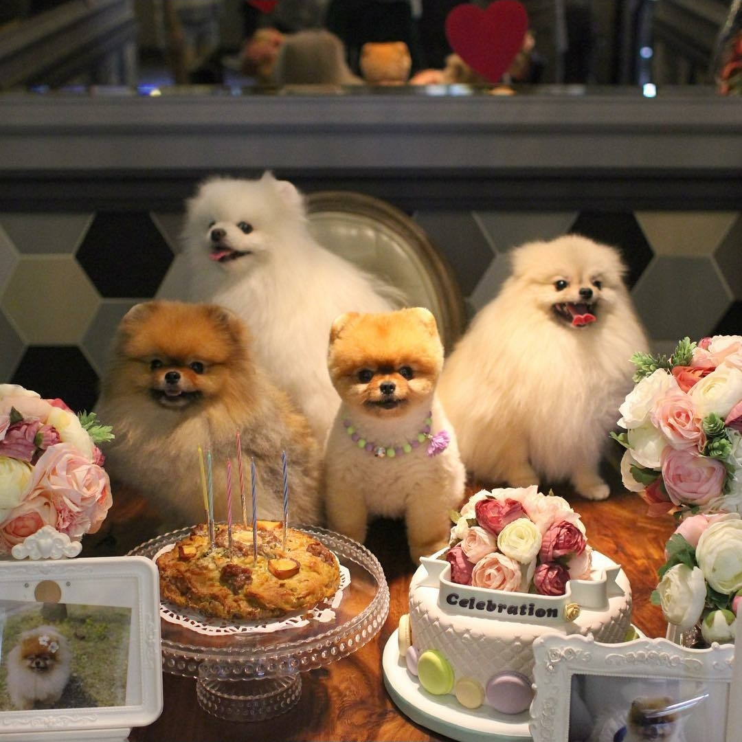 愛犬 ソウル ソウルカフェ 韓国 韓国旅行 韓国カフェ ペット ペットカフェ 愛犬カフェ ドッグカフェ 韓国情報 ペットok