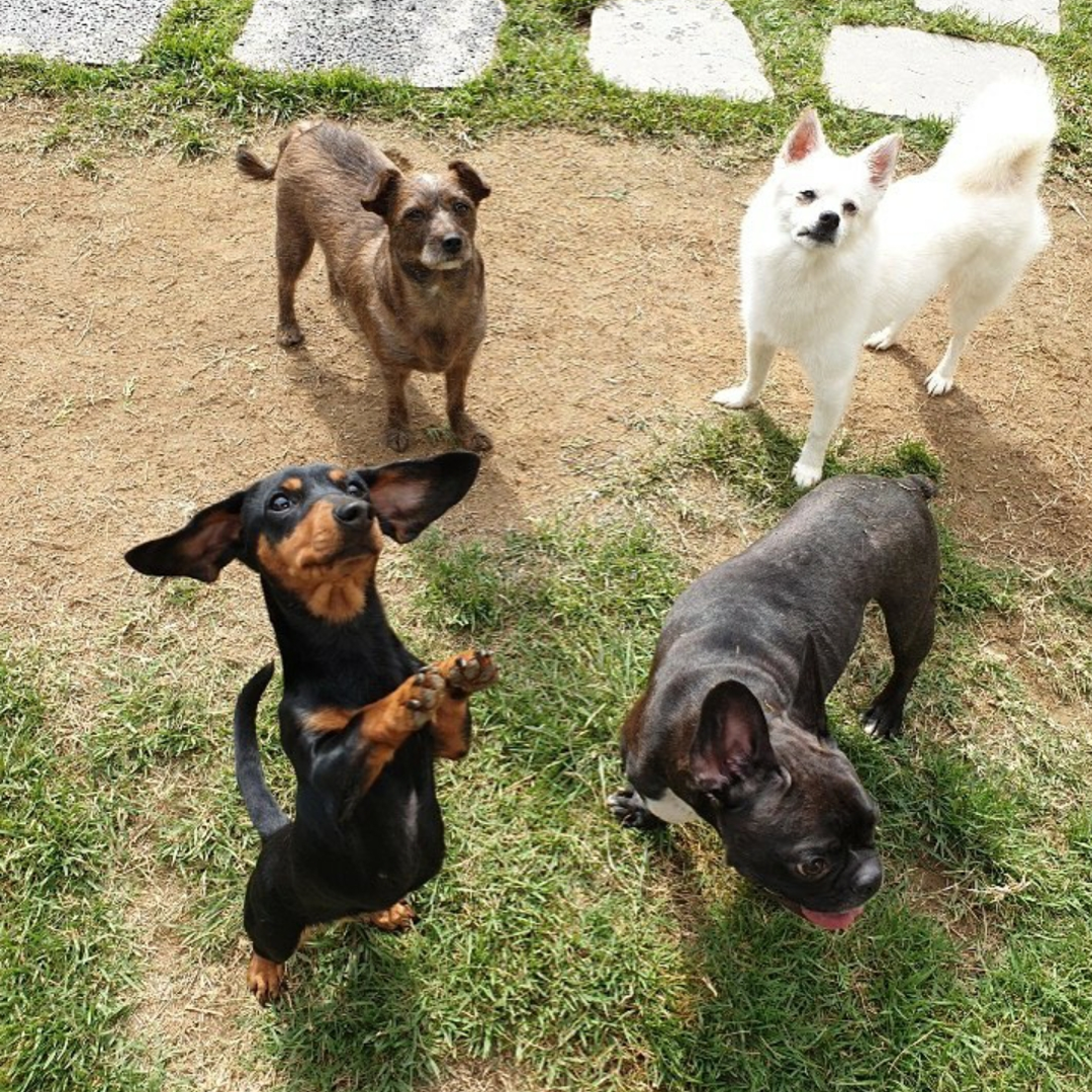 Four dogs standing outside Da Dog in the City in Seoul