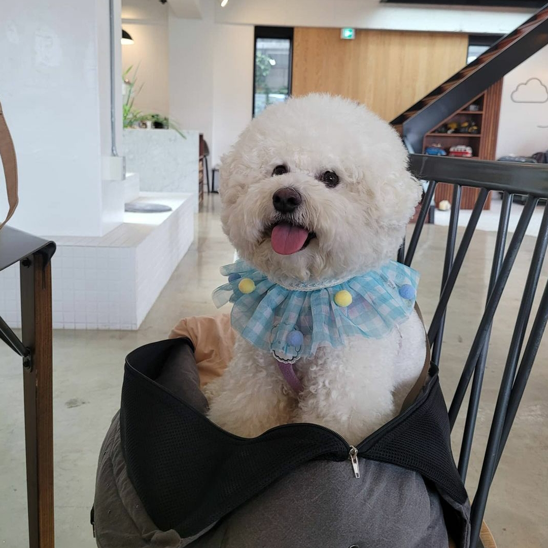 A dog in a chair in Loiter Coffee Shelter in Seoul