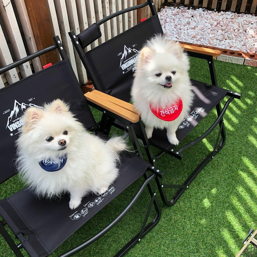 Two dogs on lawn chairs at a Mongmongbucks in Seoul