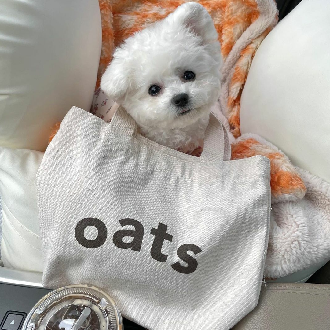 A dog with a tote bag that says