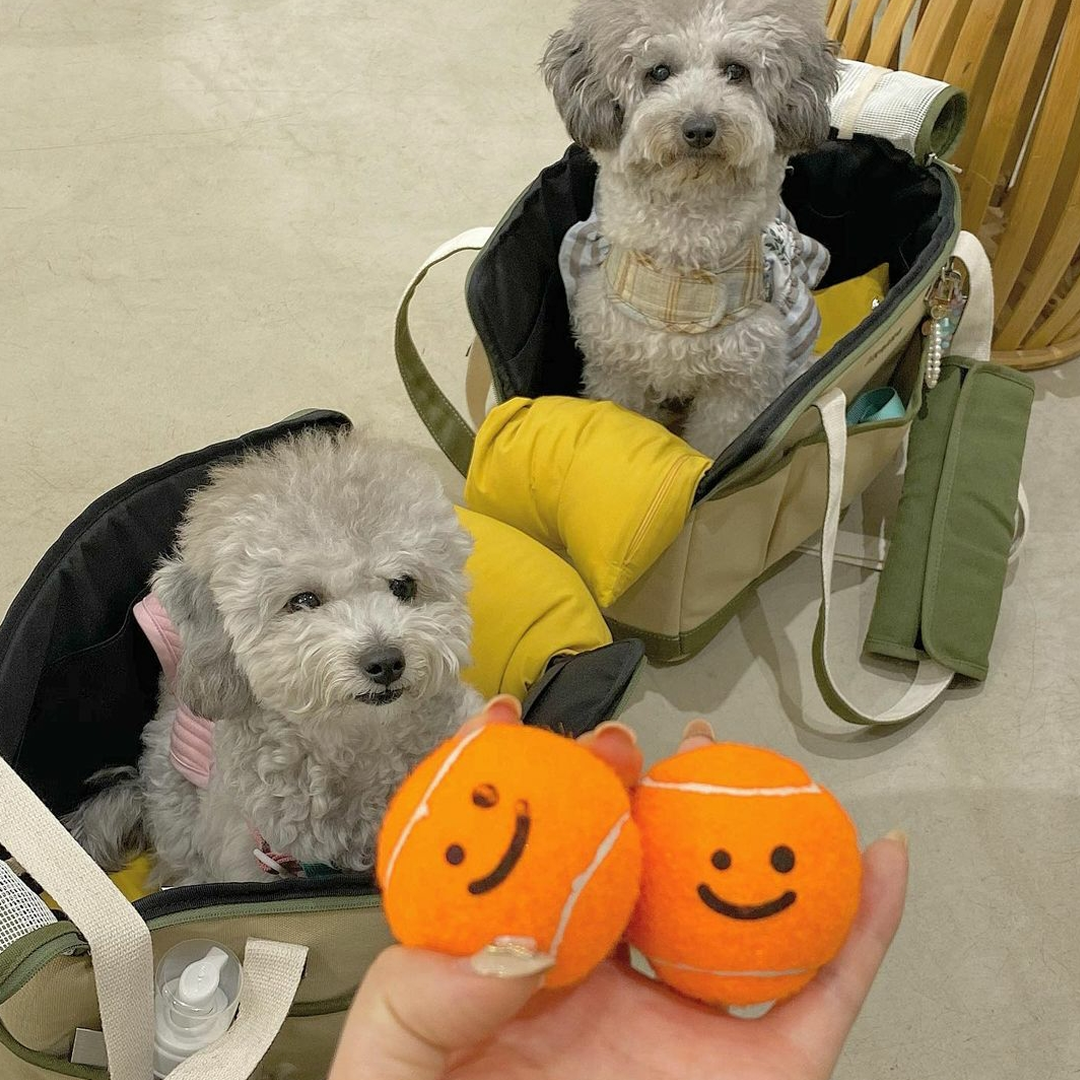 Two dogs in their carriers and two orange tennis balls at a Around Day in Seoul