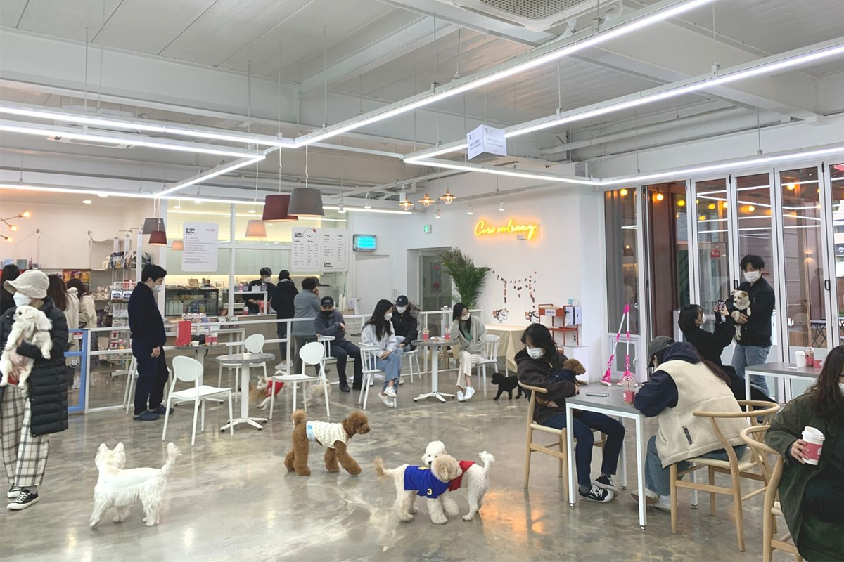 Dog and human customers at Cori Salrangin Seoul