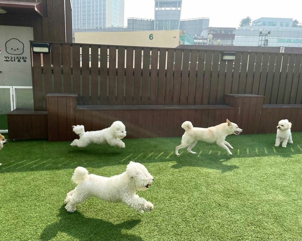 Dogs playing off leash in the park section of Cori Salrang in Seoul