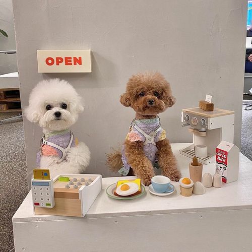 Creatrip 愛犬と一緒に行けるソウルのカフェまとめ Creatrip 愛犬と一緒に行けるソウルのカフェまとめ