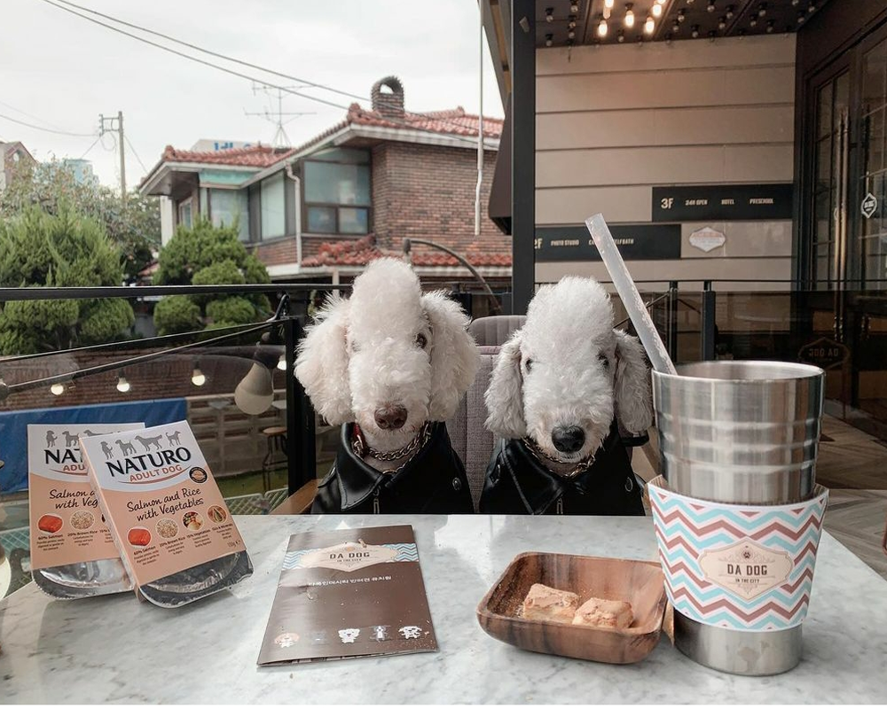 愛犬 ソウル ソウルカフェ 韓国 韓国旅行 韓国カフェ ペット ペットカフェ 愛犬カフェ ドッグカフェ 韓国情報 ペットok