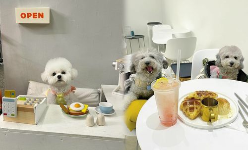 Dogs at dog cafes in Seoul
