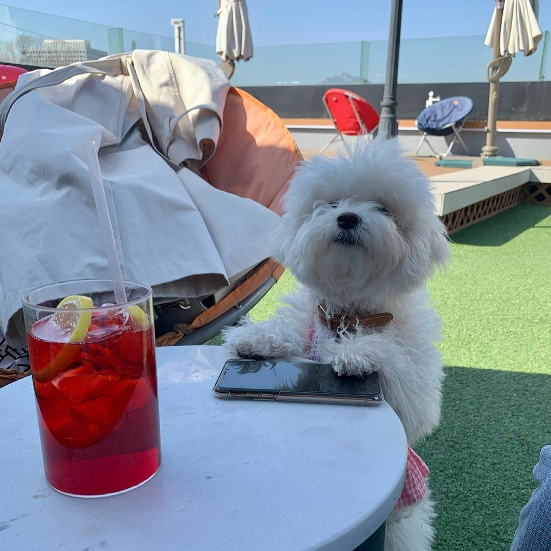 愛犬 ソウル ソウルカフェ 韓国 韓国旅行 韓国カフェ ペット ペットカフェ 愛犬カフェ ドッグカフェ 韓国情報 ペットok