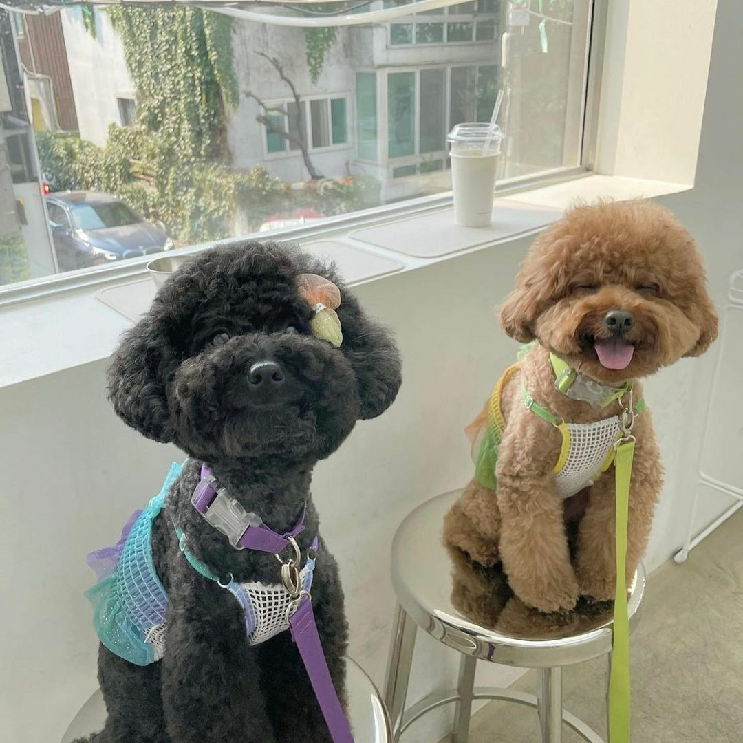 Two dogs on stools by window in Around Day in Seoul