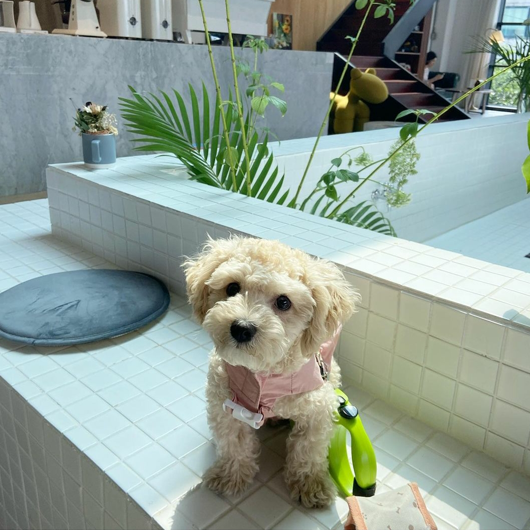A dog on a white tile bench at Loiter Coffee Shelter in Seoul