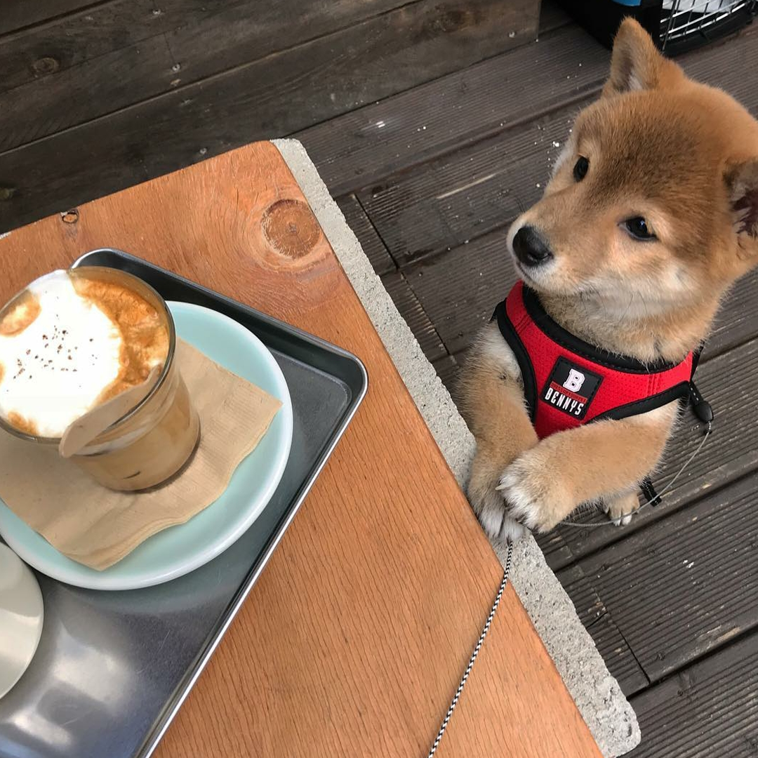 A dog at a table with a coffee drink on it at Oats Coffee in Seoul