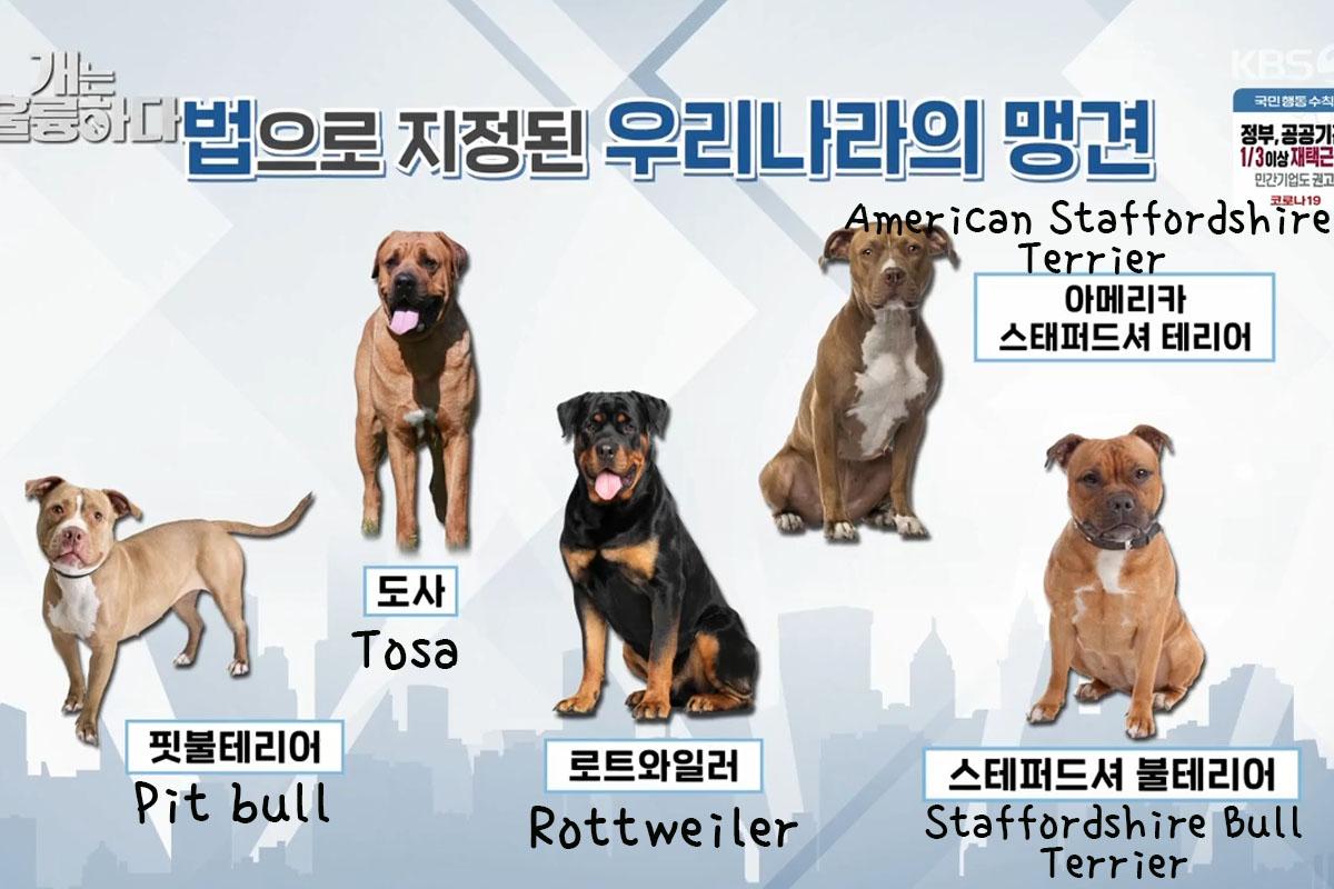 กฎหมายเกาหลี