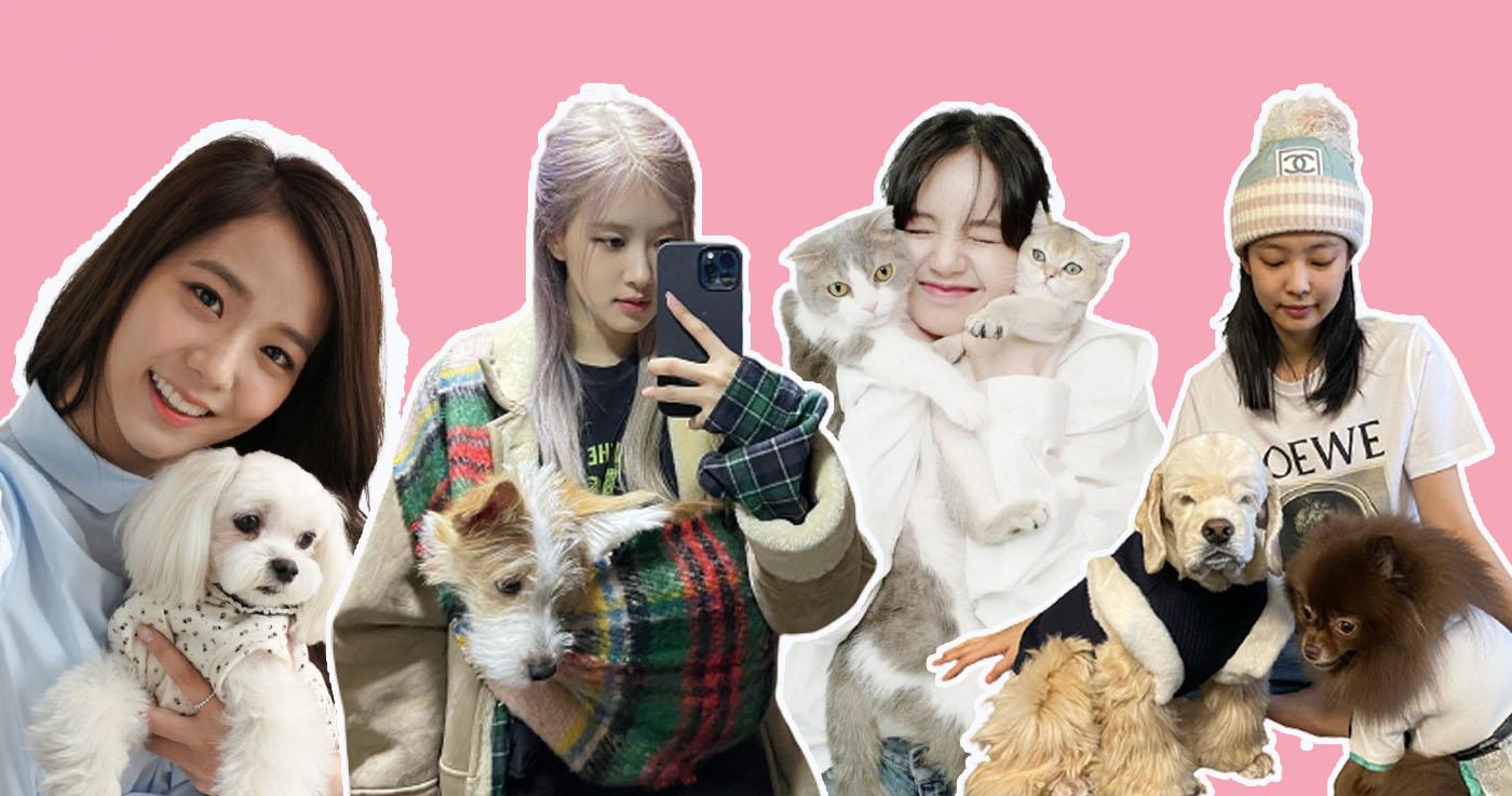 อัปเดตกฎหมายคุ้มครองสัตว์ในเกาหลีที่เจ้าของควรรู้