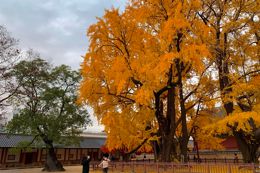 韓國 大學校園 賞楓2025年 賞楓