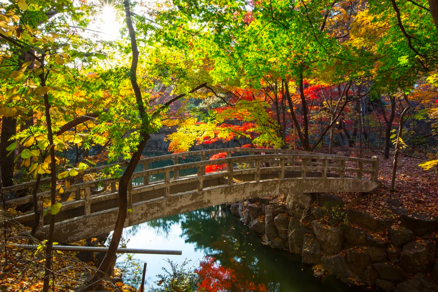 韓國 大學校園 賞楓2025年 賞楓