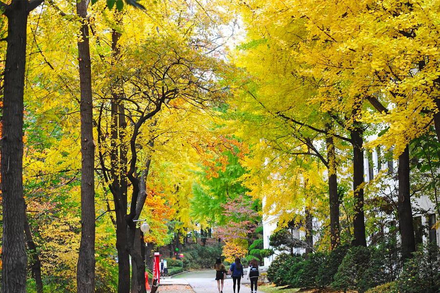 韓國 大學校園 賞楓2025年 賞楓