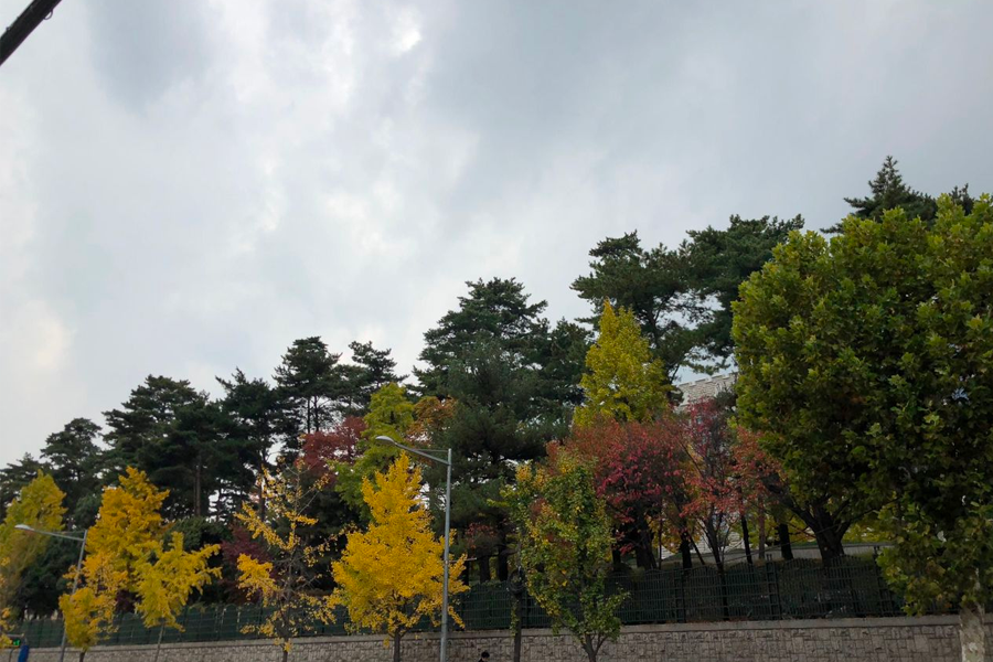 韓國 大學校園 賞楓2025年 賞楓