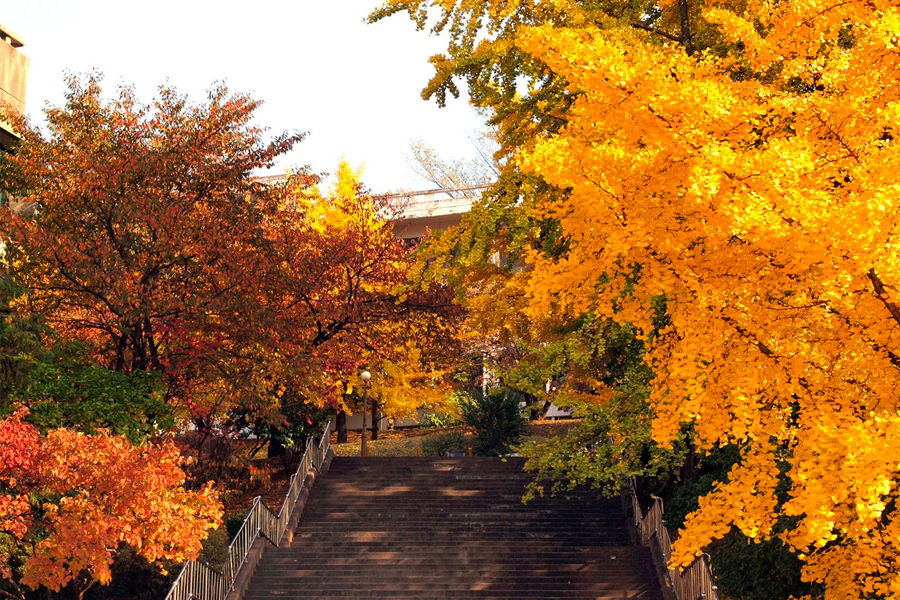 韓國 大學校園 賞楓2025年 賞楓