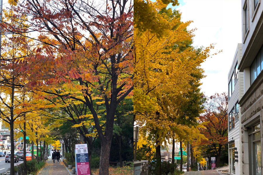 韓國 大學校園 賞楓2025年 賞楓