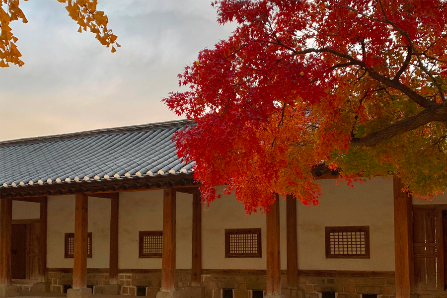 韓國 大學校園 賞楓2025年 賞楓