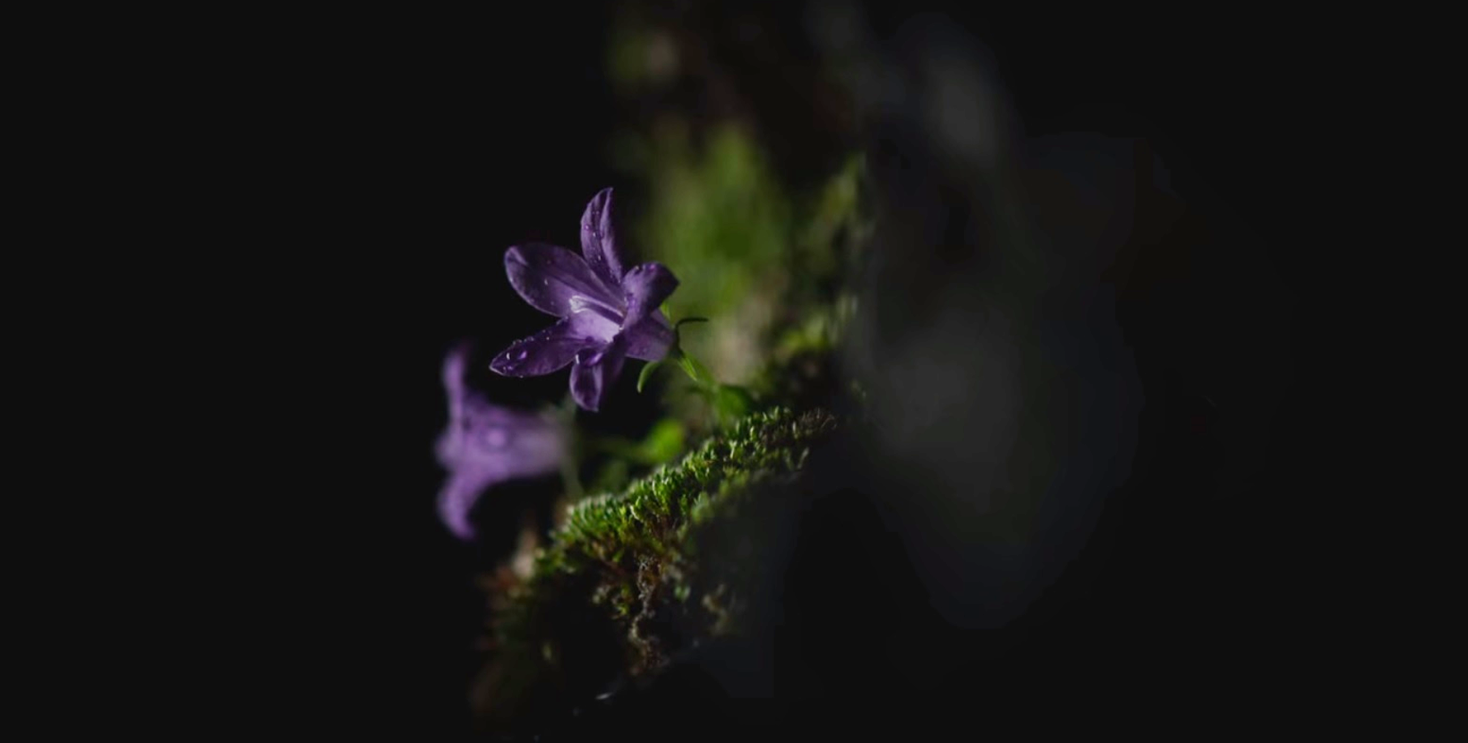 Closeup still of the resurrection plant