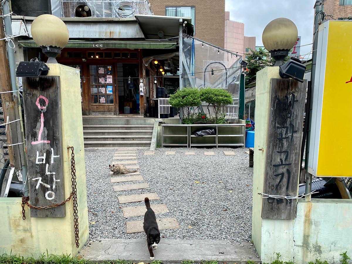 Cat walking on stone path in Busan, Korea