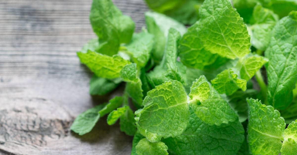 韓國薄荷巧克力食品盤點