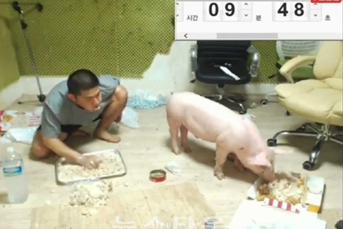 Korean man streaming in their bedroom with a pig