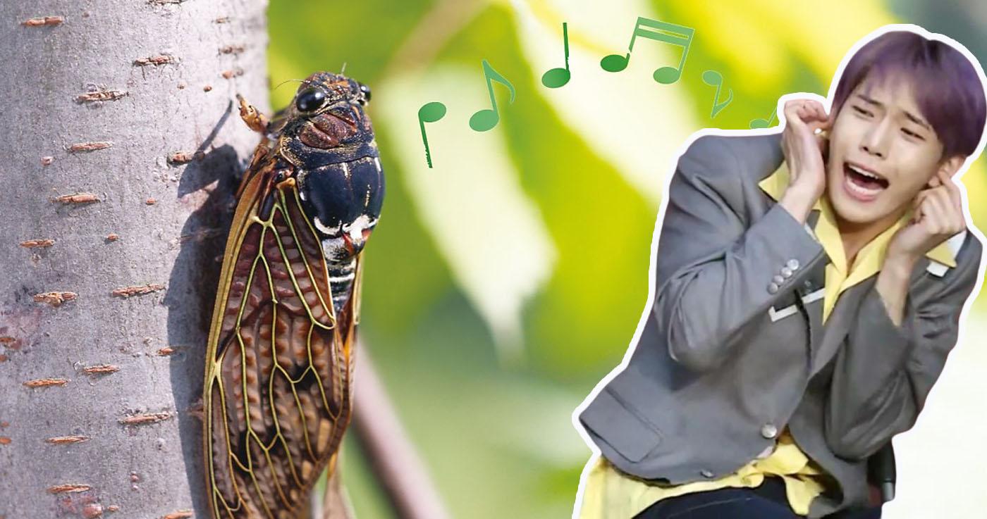 เสียงเอกลักษณ์ของหน้าร้อนเกาหลี? 