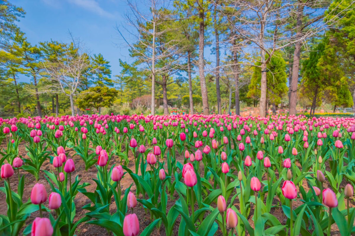 Lễ hội hoa Tulip Jeju tại Công viên Hallim