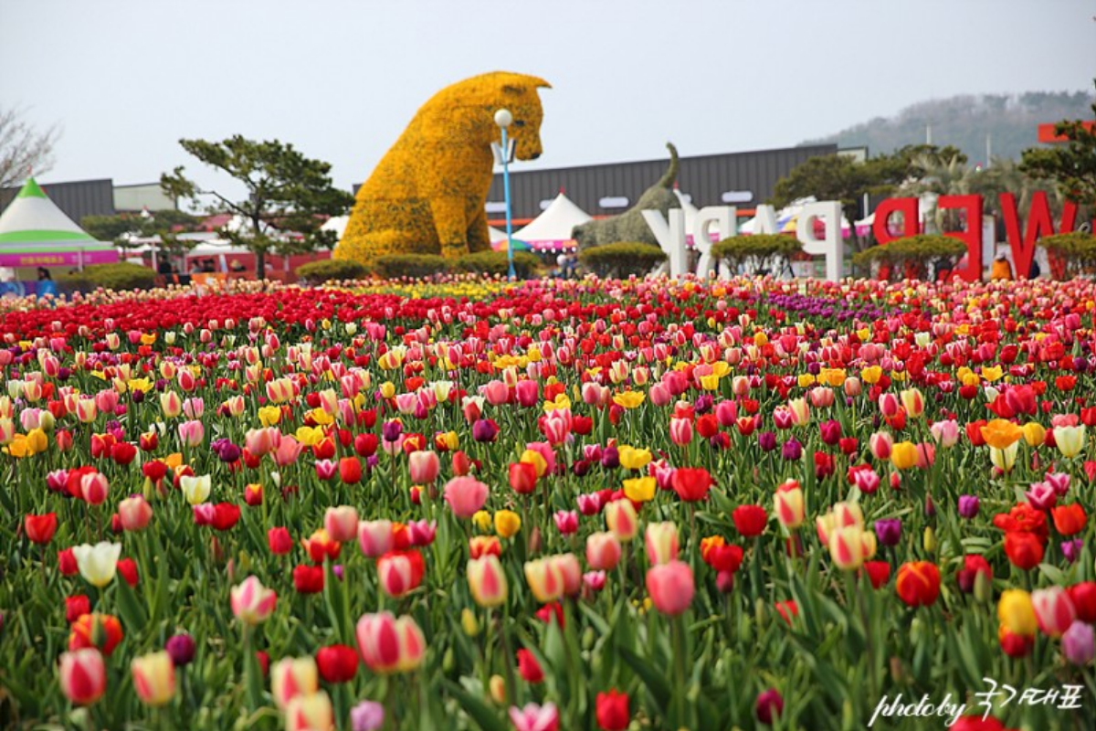 Cảnh bức tường hoa tulip rực rỡ tại lễ hội hoa tulip Taean