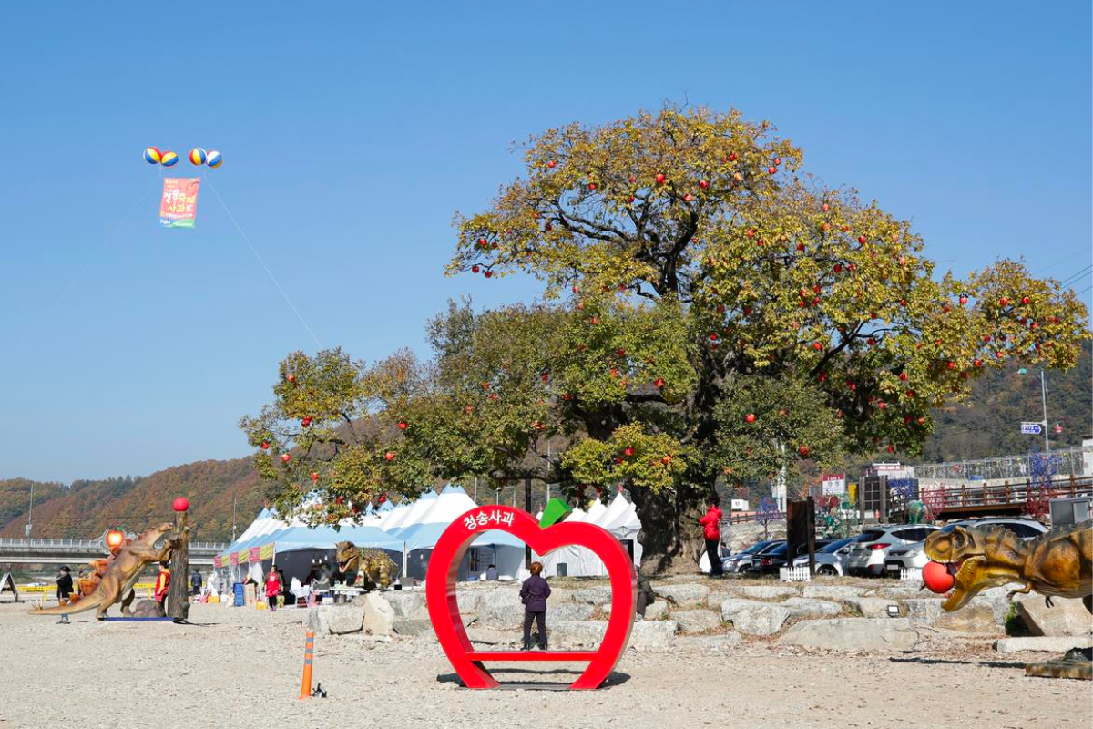 Lễ hội táo Cheongsong ở Hàn Quốc