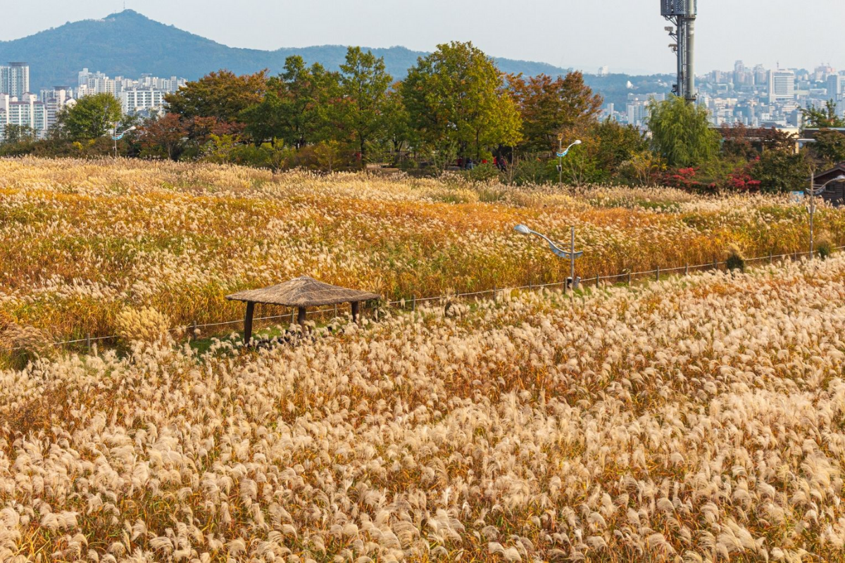 Cảnh vật đầy màu sắc chín vàng tại lễ hội cỏ bạc Seoul, Công viên Haneul