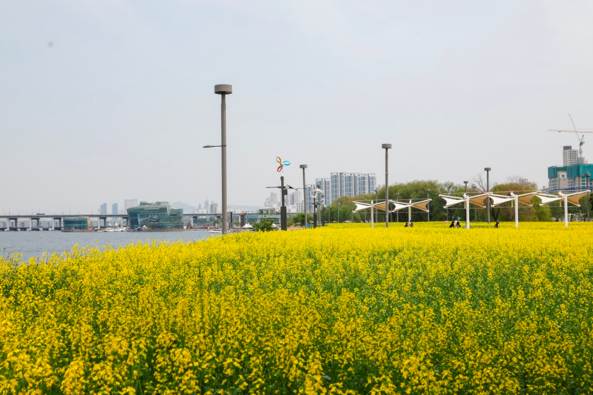 Lễ hội hoa cải rực rỡ tại Sông Hàn, Hàn Quốc vào tháng 5