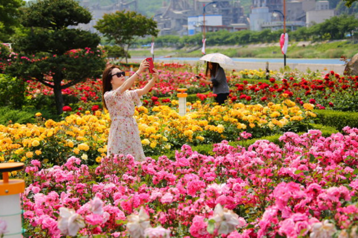 Lễ hội hoa hồng với các loại hoa hồng đa dạng tại Hàn Quốc tháng 5