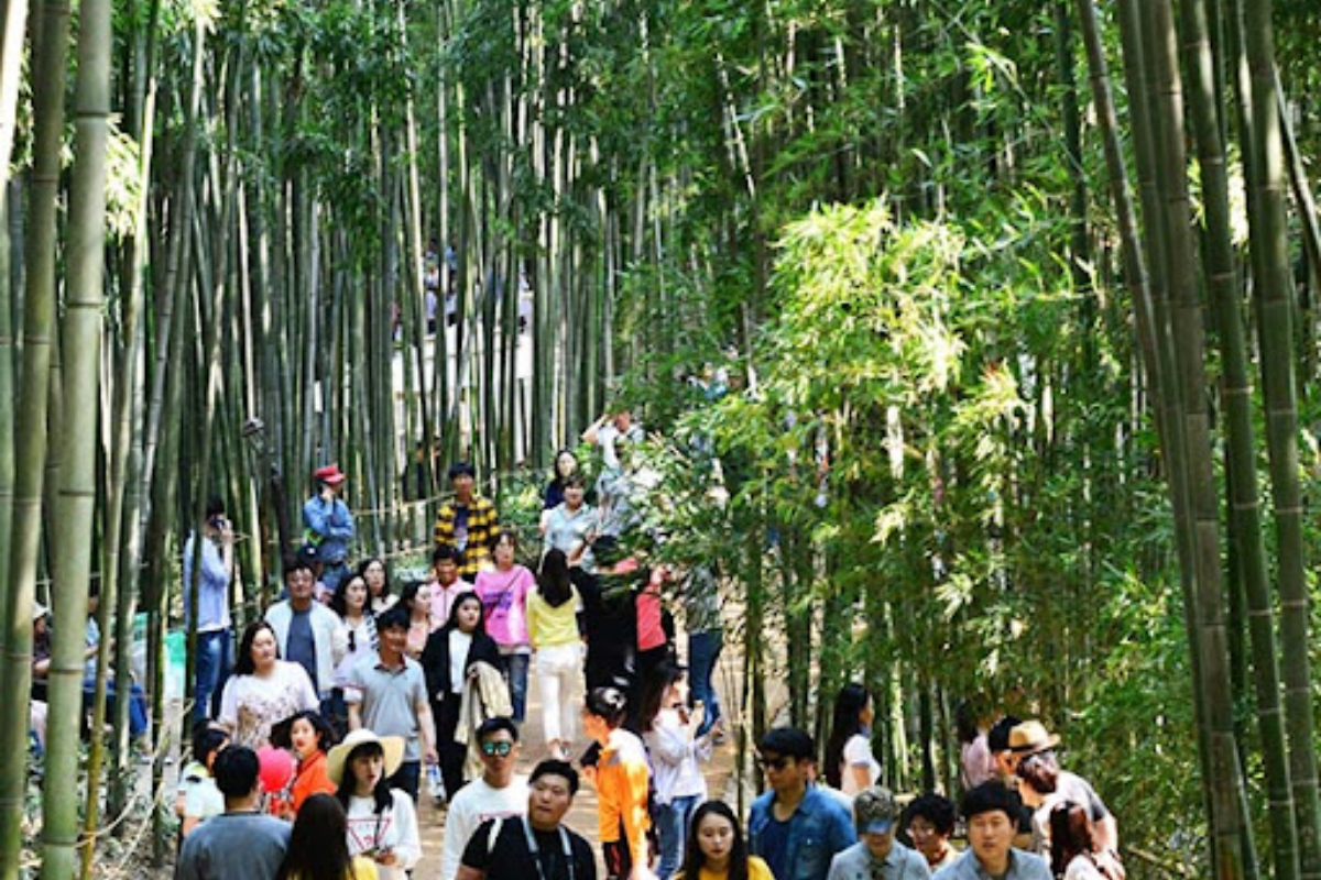 Du khách đang đi giữa rừng tre xanh tại lễ hội tre Damyang, Hàn Quốc
