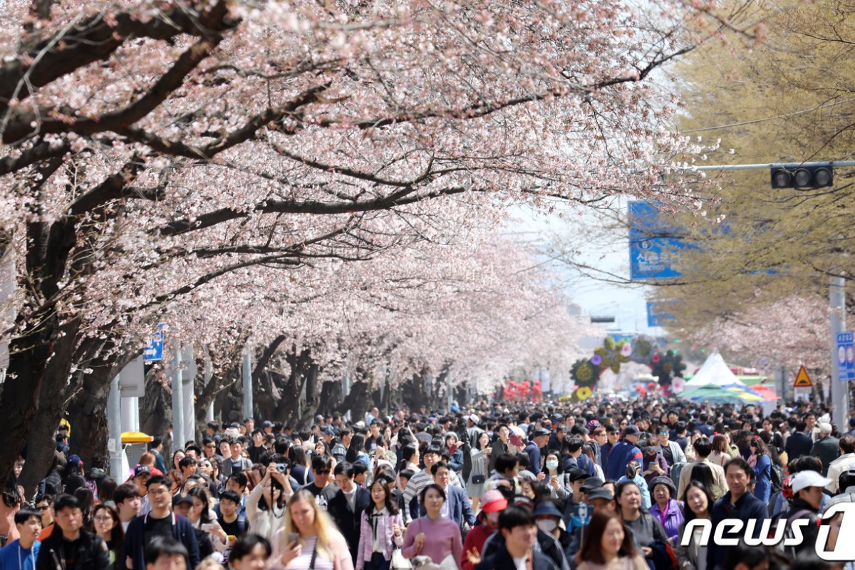 Đám đông thưởng ngoạn lễ hội hoa anh đào Hàn Quốc trong mùa xuân