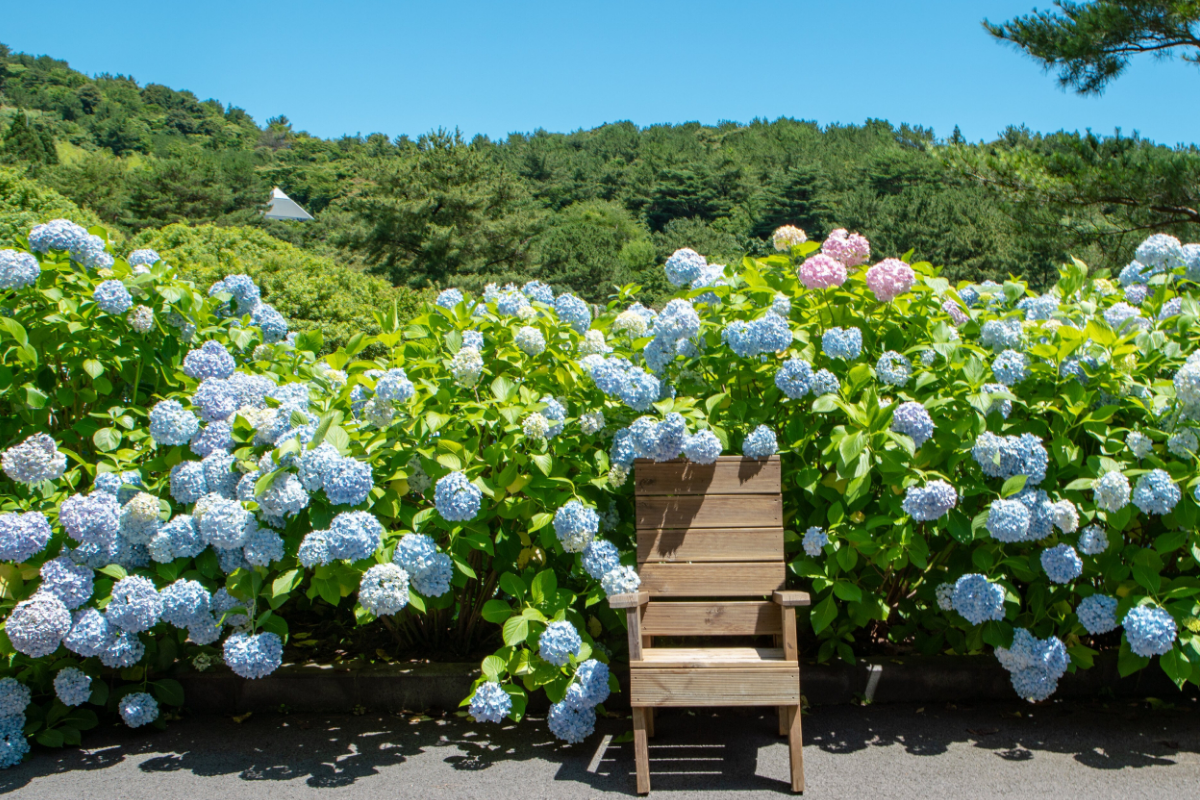 Hoa cẩm tú cầu nở rộ tại Jeju nước Hàn vào tháng 6