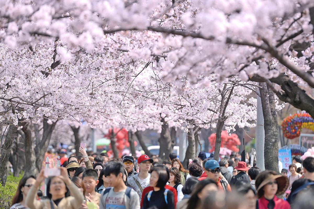 ซากุระเกาหลี