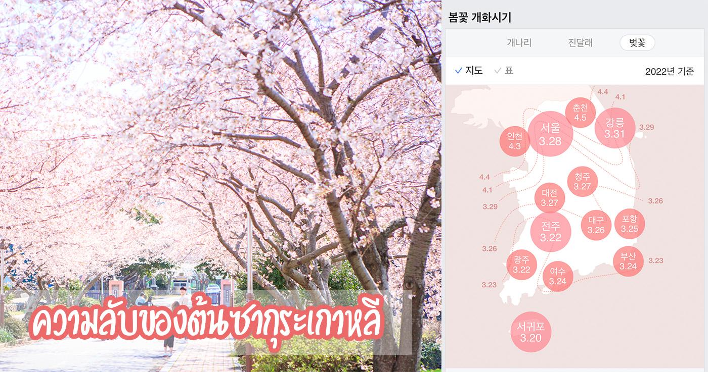 ความลับของต้นซากุระเกาหลี