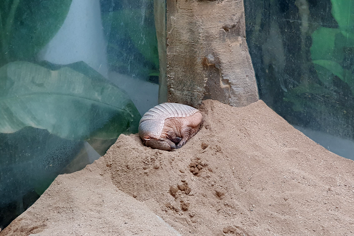 韓国、韓国旅行、韓国観光、韓国地方、大邱、テグ、大邱旅行、アクティビティ、レジャー、スカイジャンプ、写真撮影、チキン