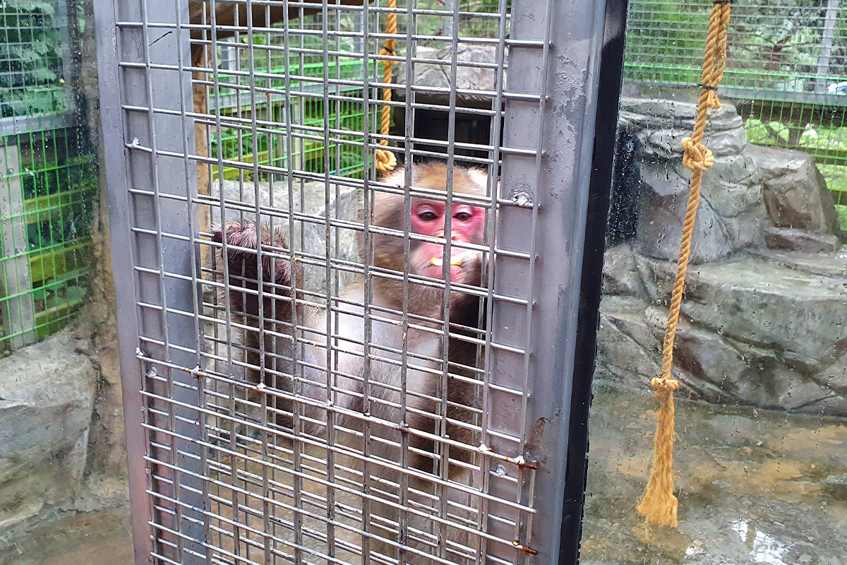 韓国、韓国旅行、韓国観光、韓国地方、大邱、テグ、大邱旅行、アクティビティ、レジャー、スカイジャンプ、写真撮影、チキン