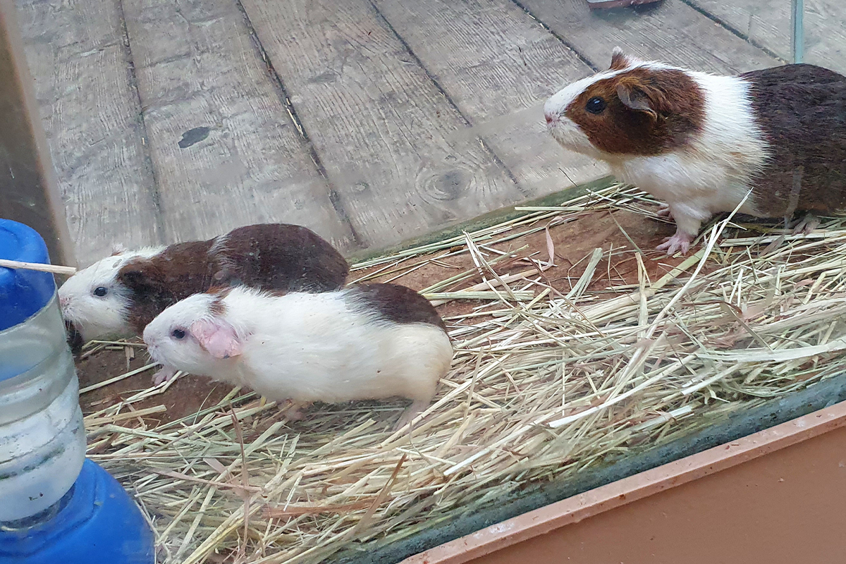 韓国、韓国旅行、韓国観光、韓国地方、大邱、テグ、大邱旅行、アクティビティ、レジャー、スカイジャンプ、写真撮影、チキン